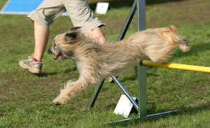 dog running through agility course