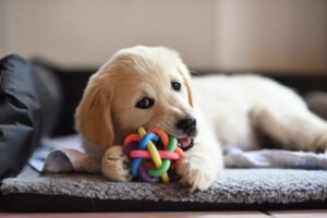 happy dog playing with a toy