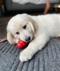 puppy with a kong