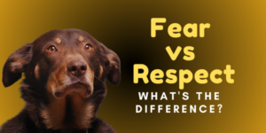 Fear vs Respect banner
