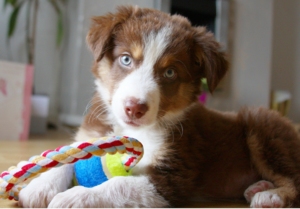 cute puppy with toy
